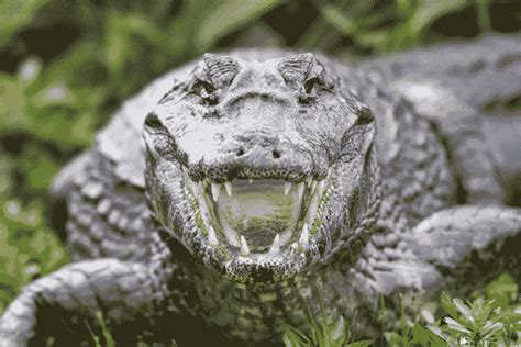 dreaming of crocodiles attacking you|17 Crocodile Dream Meanings: What Is Your Dream .